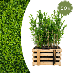 Ligustrum Ovalifolium — Ligusterhaag, minipallet 50 stuks, 60-80 cm