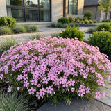 Green boutiQ - Vasteplant - Phlox Rosette - Vlambloem - Bodembedekkend - Roze - 1 Plant - Pot 11cm - Hoogte 15-25cm