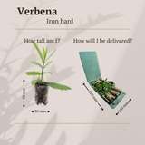 Verbena – 6 Pluggen | Kweek & Geniet van Prachtige Verbena
