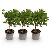 Green boutiQ - Tuinplant - Cotinus coggyria Young Lady - Groen 3 Planten - Bladverliezend - Weinig Onderhoud - Pot 12cm Hoogte 35cm