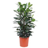 Ficus Cyathistipula struik - 140 cm - ø34