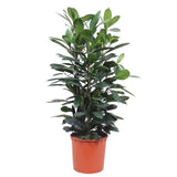 Ficus Cyathistipula struik - 140 cm - ø34