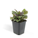 24x Ajuga reptans 'Burgundy Glow' - ↕10-25cm - Ø9cm