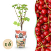Green boutiQ - Fruitplanten - Rode Bes - Ribes rubrum Jonkheer van Tets- Winterhard - 6 Planten - Pot 9 cm - Rode Bes