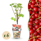 Green boutiQ - Fruitplanten - Rode Bes - Ribes rubrum Jonkheer van Tets- Winterhard - 6 Planten - Pot 9 cm - Rode Bes
