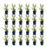 Green boutiQ - Vasteplant - Gaura Duo - Prachtkaars - Bijen en Vlinderlokkers - Roze - Wit - 24 Planten - Pot 11cm - Hoogte 15-25cm