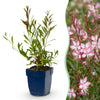 Green boutiQ - Vasteplant - Gaura lindh. Rosyjane - Prachtkaars - Bijen- en vlinderlokkers - Roze - 24 Planten - Pot 11cm - Hoogte 15-25cm