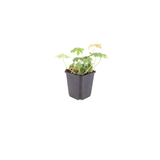 48x Geranium macr. 'Bevan's Variety' - ↕10-25cm - Ø9cm