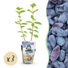 Green boutiQ - Fruitplanten - Honingbes - Lonicera caerulea Kamtschatica - Winterhard - 3 Planten - Pot9 cm - BlauwBes