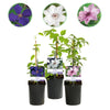 Green boutiQ - Klimplant - Clematis Tricolour- Bloem Roze Wit Paars - Weinig onderhoud - 3 planten - Pot 11cm Hoogte 40cm
