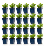 Green boutiQ - Vasteplant - Galium odoratum - Walstro - Bodembedekkend - Wit - 24 Planten - Pot 11cm - Hoogte 15-25cm