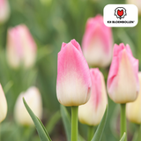 Tulpenbollen Dynasty — roze tulp, 20 stuks (maat 11/12)