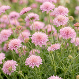 Green boutiQ - Vasteplant - Scabiosa col. Pink Mist - Duifkruid - Bijen en Vlinderlokkers - Roze - 3 Planten - Pot 11cm - Hoogte 15-25cm