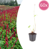 60x Persicaria a. 'Blackfield' - ↕10-25cm - Ø9cm