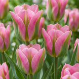 48x Tulipa Striped Crown - Gestreepte Kroon Tulp - Diversen - Voorjaarsbloeier - Bolmaat 11/12