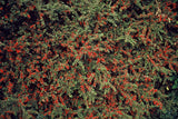 12x Cotoneaster horizontalis - ↕10-25cm - Ø9cm