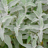 24x Stachys byzantina - ↕10-25cm - Ø9cm