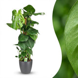 Green boutiQ - Kamerplant - Gatenplant - Monstera Deliciosa mosstok - Groen - Weinig onderhoud - 1 Plant - met Potter Grijs - Pot 19cm - Hoogte 90cm