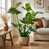Monstera - 70cm