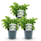 Green boutiQ - Hortensia - Hydrangea macrophylla Wit - Bloem Wit - 3 Planten - 1 m2 - Bladverliezend - Weinig Onderhoud - Pot 17cm Hoogte 30cm