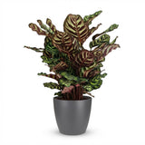 Green boutiQ - Kamerplant - Pauwenplant - Calathea Makoyana - Groen - Weinig onderhoud - 1 Plant - met Potter Grijs - Pot 19cm - Hoogte 70cm