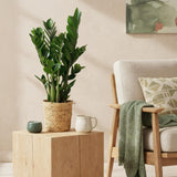 Green BoutiQ - Green is... Kamerplanten - Zamioculcas - ZZ-plant - Weinig onderhoud - Groen - 1 Plant - Pot 17cm - Hoogte 65-75cm