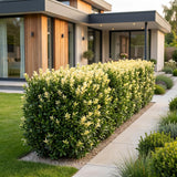 Green boutiQ - 40x Euonymus japonica Paloma Blanca - Kardinaalsmuts - Haagplanten - Groenblijvend - Groen - Wit - Pot 9cm - Hoogte 20-30cm