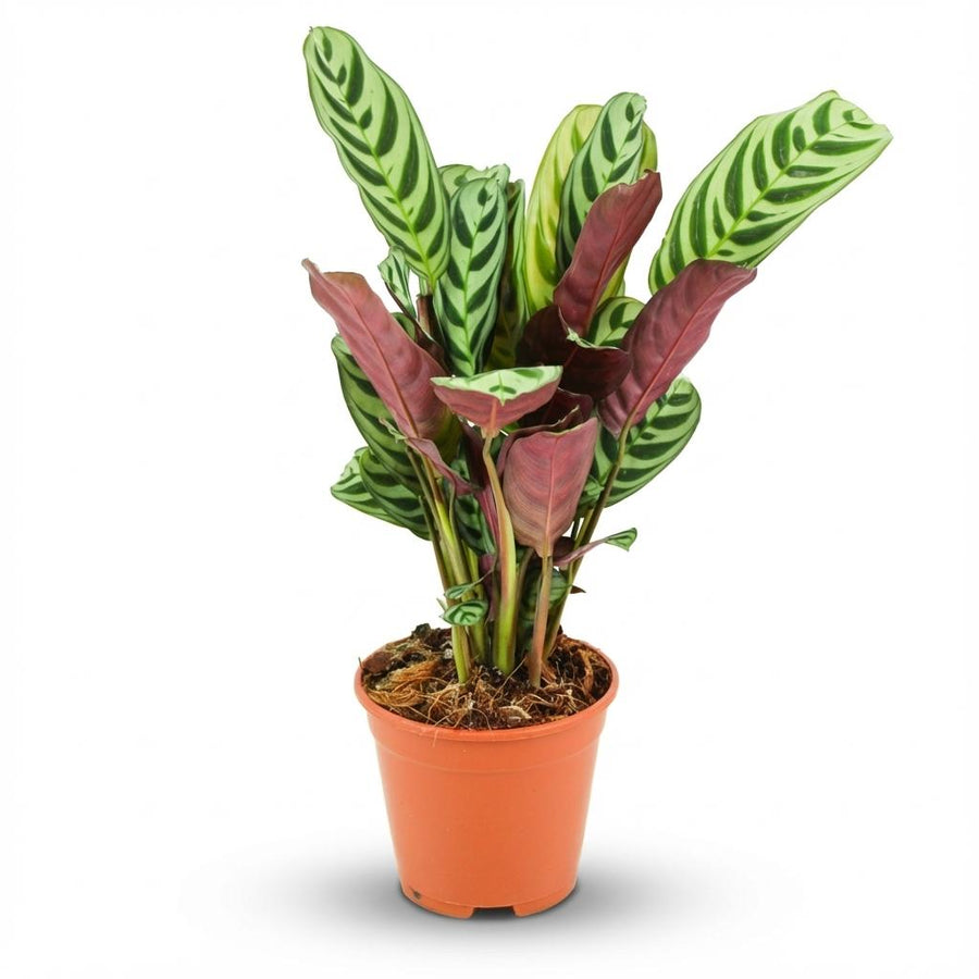 Ctenanthe – Pot Ø14 cm · 35-40 cm hoog