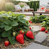 Green boutiQ - Fruitplanten - Aardbei - Fragaria Maxim - Winterhard - 3 Planten - Pot 9 cm - Rode Aardbei