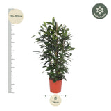 Ficus Cyathistipula struik - 180 cm - ø34