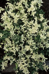 6x Euonymus fort. 'Harlequin' - ↕10-25cm - Ø9cm