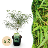 Green boutiQ - Terrasplant - Japanse Esdoorn - Acer palmatum Koto-no-ito - Groen - 2 Planten - Bladverliezend - Pot 19cm Hoogte 70cm
