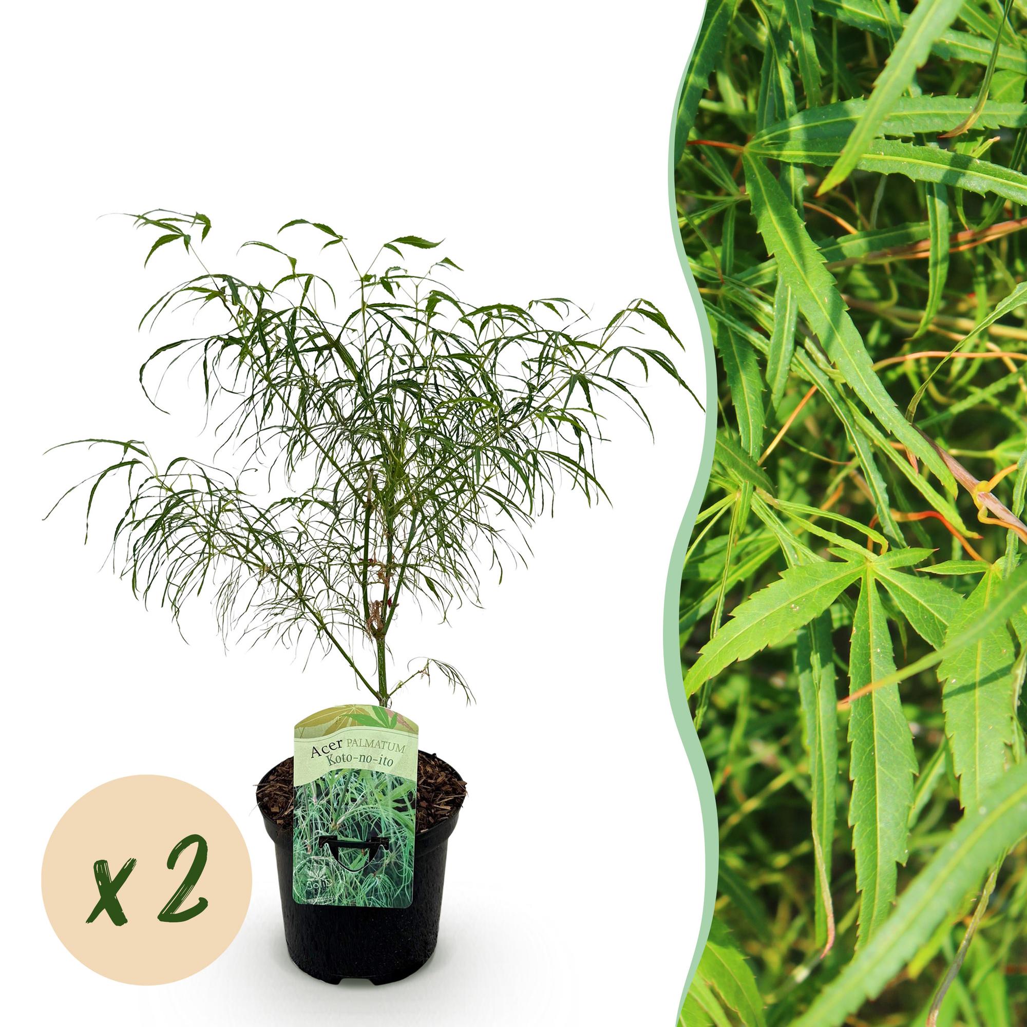 Green boutiQ - Terrasplant - Japanse Esdoorn - Acer palmatum Koto-no-ito - Groen - 2 Planten - Bladverliezend - Pot 19cm Hoogte 70cm