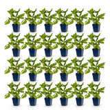 Green boutiQ - Vasteplant - Persicaria amplexicaulis - Duizendknoop - Bijen en Vlinderlokkers - Rood - 24 Planten - Pot 11cm - Hoogte 15-25cm