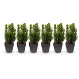 Green boutiQ - Haagplanten - Buxus sempervirens -blad groen - 6 planten - 1 strekkende meter - groenblijvend - pot 17cm hoogte 45cm