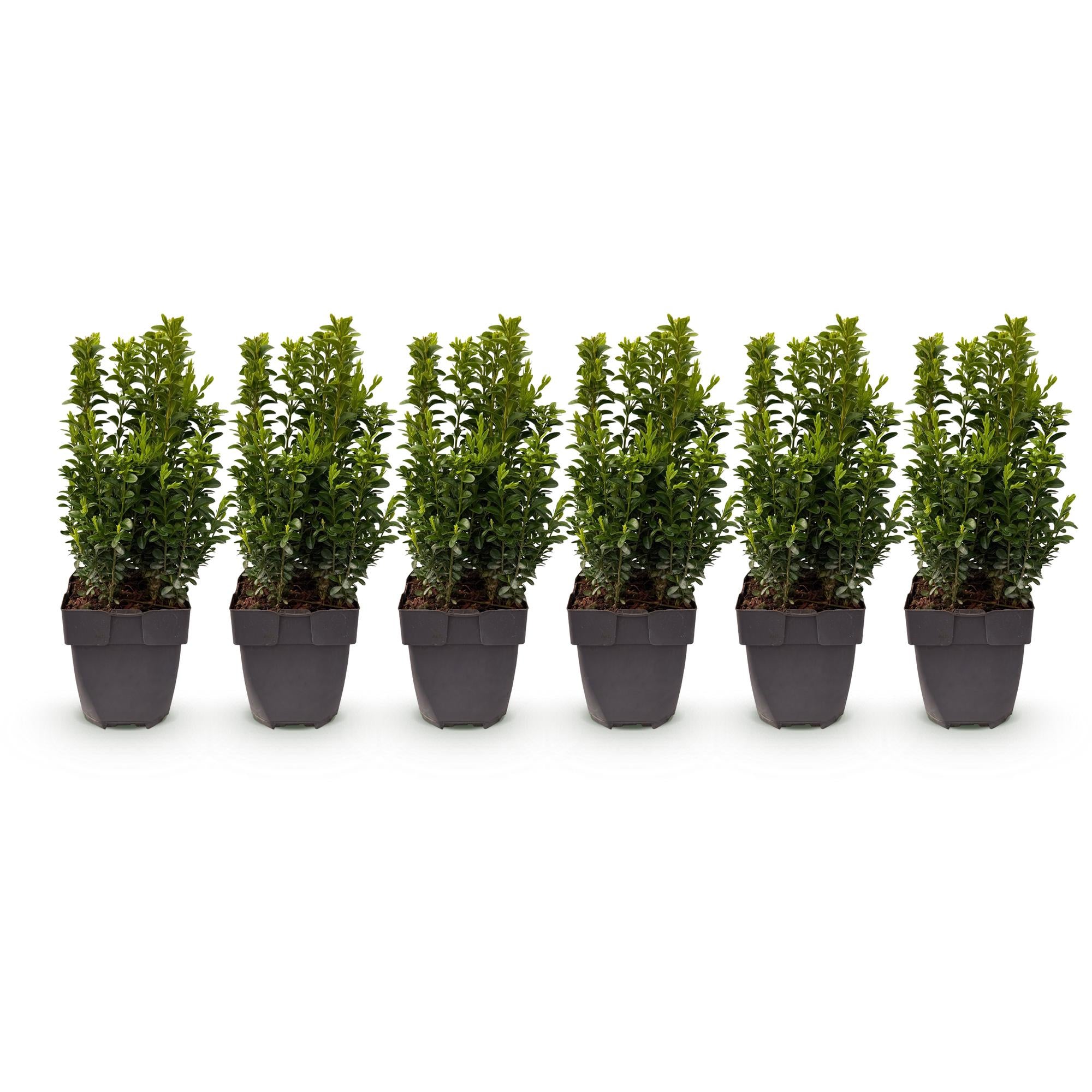 Green boutiQ - Haagplanten - Buxus sempervirens -blad groen - 6 planten - 1 strekkende meter - groenblijvend - pot 17cm hoogte 45cm