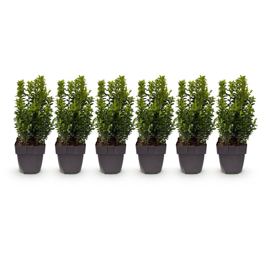 Buxus sempervirens — Palmboompjehaag, 6 planten (1 strekkende meter), 45 cm
