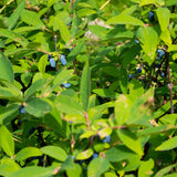 Green boutiQ - Fruitplant - Lonicera caerulea Kamchatika - Honingbes - Winterhard - Blauw Vrucht - 2 Planten - Pot 15cm - Hoogte 50cm