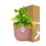 Philodendron Scandens ‘Brasil’ in ELHO Vibes Fold 14cm roze