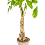Pachira Aquatica met mand Ø21cm - ↕90 - 110cm