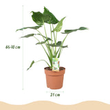 Green BoutiQ - Kamerplanten - Alocasia Cucullata - Boeddha,s hand - Weinig onderhoud - Groen - 1 Plant - met Potter Grijs - Pot 21cm - Hoogte 65-70cm