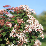 Green boutiQ - Plant op Stam - Viburnum tinus - Terras Plant - Bladhoudend - Winterhard - Wit-Roze Bloem - Pot 19cm Hoogte 90cm