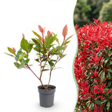 Green boutiQ - 8x Photinia fraseri Little Red Robin - Glansmispel - Haagplanten - Groenblijvend - Rood - Pot 9cm - Hoogte 25-35cm