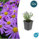 12x Aster (D) 'Prof. Anton Kippenberg'- ↕10-25cm - Ø9cm