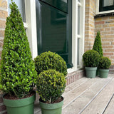 1x Ilex piramide 55 cm hoog |Ø21 cm