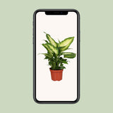 Dieffenbachia Camilla - Ø12cm - ↕35cm