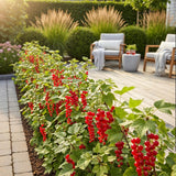 Green boutiQ - Fruitplanten - Rode Bes - Ribes rubrum Jonkheer van Tets- Winterhard - 6 Planten - Pot 9 cm - Rode Bes