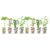 Green boutiQ - Fruitplanten - Rainbow - Rode Bes - Gele Framboos - Zwarte Braam - Blauwe Bes - Winterhard - 8 Planten - Pot9cm