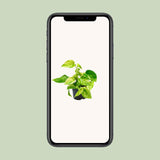 Epipremnum Marble Queen - Scindapsus - Ø15cm - ↕25cm - Ø12 - ↨15cm