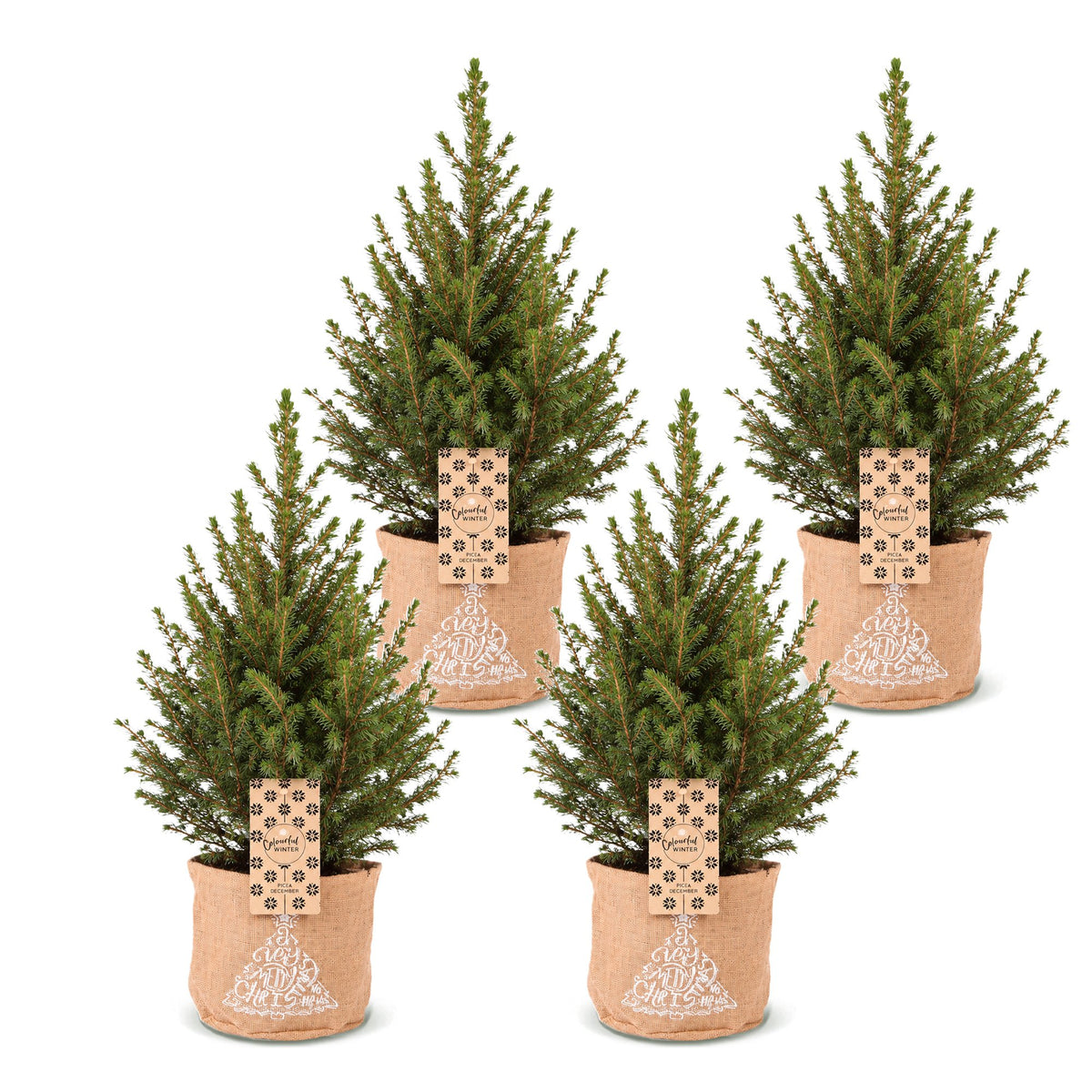 Set van 4 — Kegelspar kerstboom — Ø17 cm, 65 cm hoog — met jute zak